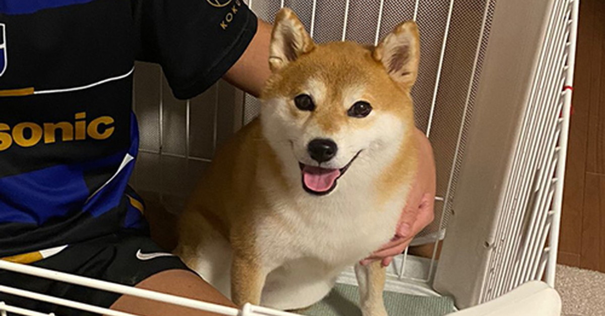 柴犬「私が生産者です」　換毛期のブラッシング後、モッフモフの巨大毛玉を前にした自慢げな表情に「豊作だね!!」の声 | ねとらぼ