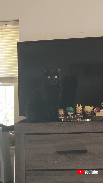 道路を渡る子グマに車が近づく