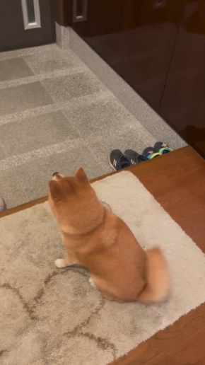 飼い主の帰宅を待つ犬