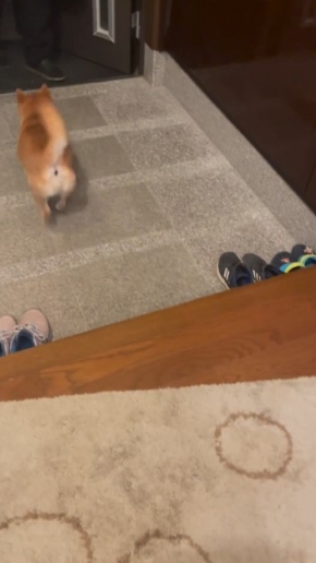 飼い主に駆け寄る犬