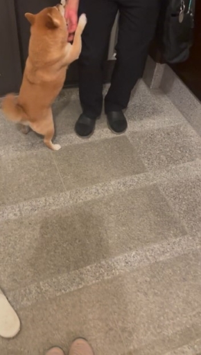 飼い主に飛びつく犬
