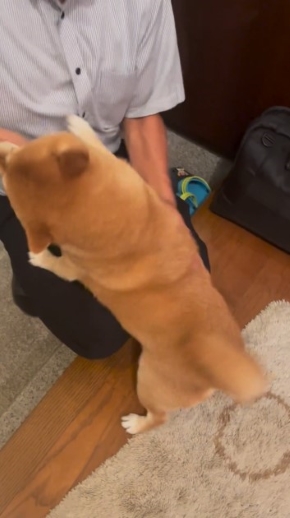 犬をなでる飼い主