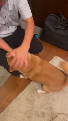 犬をなでる飼い主