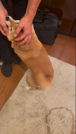 家に上がろうとする飼い主