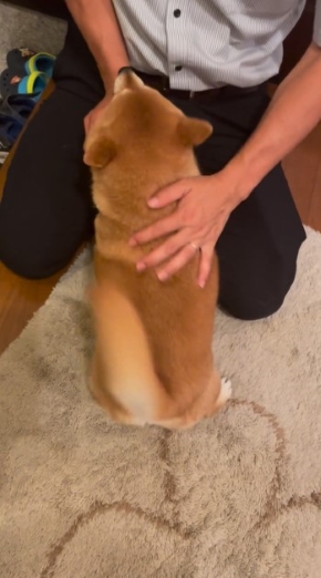 犬をなでる飼い主