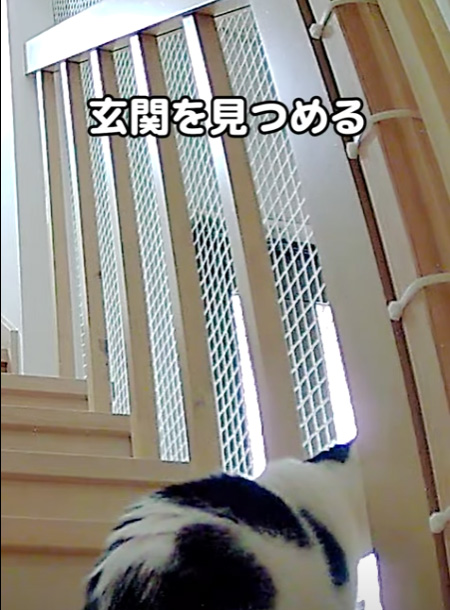 玄関を見つめる