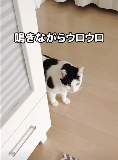 鳴きながらうろうろ