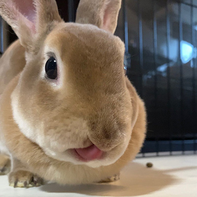 ぺろりテンテンちゃん