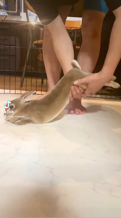 テンテンちゃんのあしに手