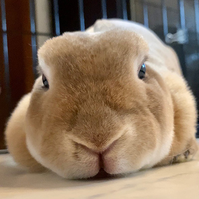 テンテンちゃん顔アップ