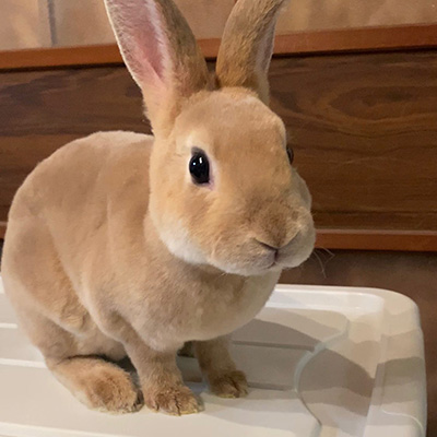 ベビーテンテンちゃん