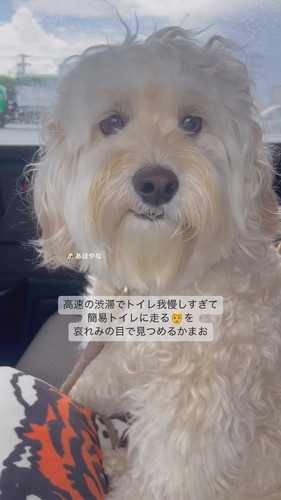 簡易トイレに走るパパを見るかまぼこくん