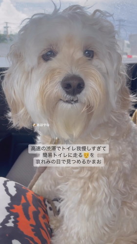 簡易トイレに走るパパを見るかまぼこくん