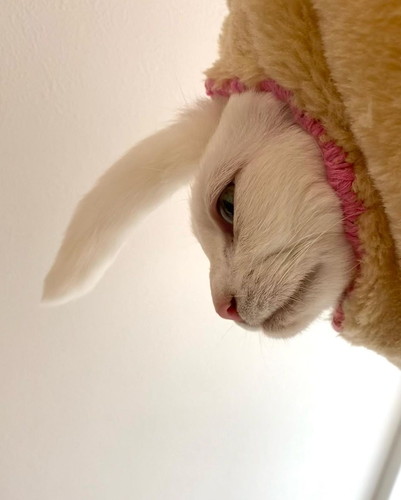 ユニコーンうにくん