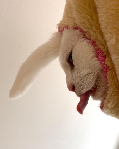 ユニコーンうにくん