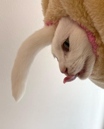 ユニコーンうにくん