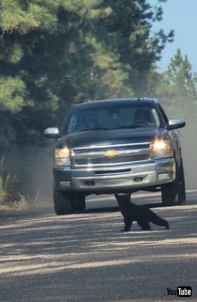 道路を渡る子グマに車が近づく