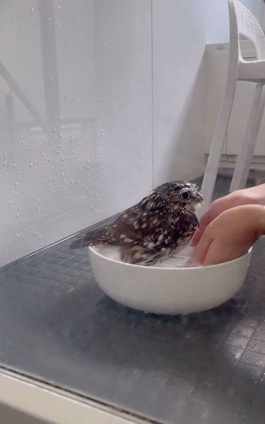 お風呂が大好きなフクロウ