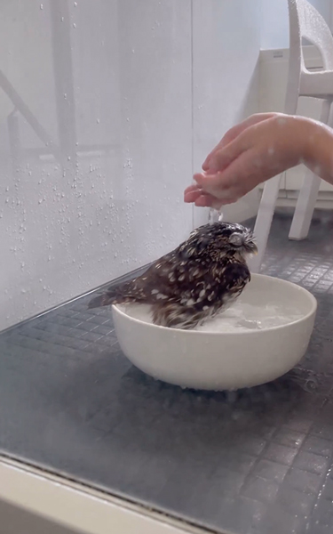 お風呂が大好きなフクロウ