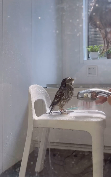 気持ちいいフクロウ