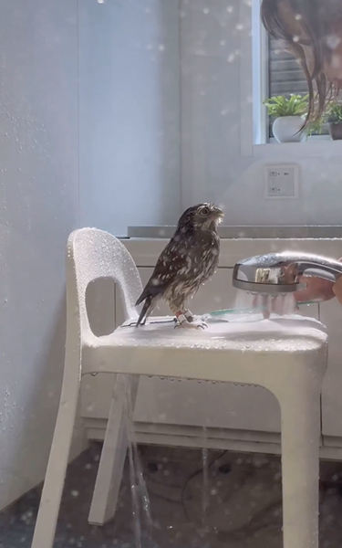 おとなしいフクロウ