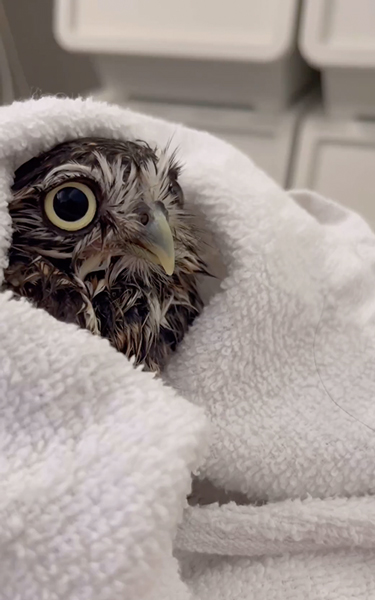 お風呂が大好きなフクロウ