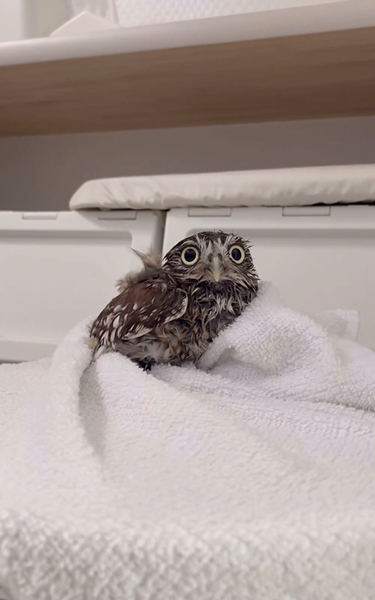 お風呂が大好きなフクロウ