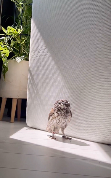 お風呂が大好きなフクロウ