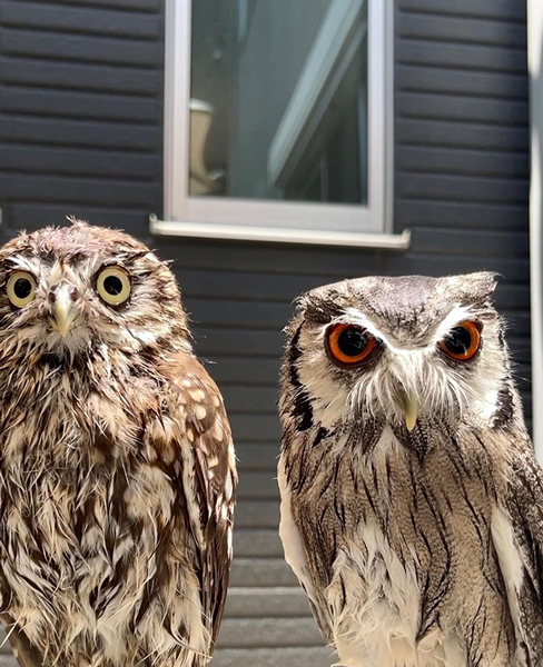 もずくちゃんとひじきくん