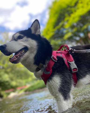 川に入るワンコ