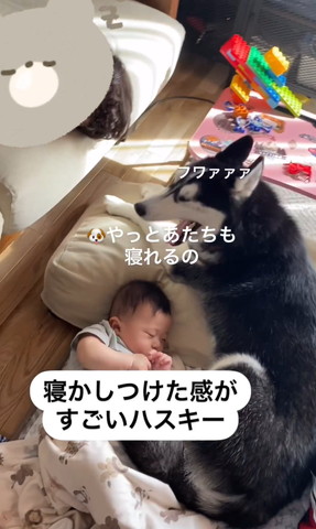 あくびしてるワンコ