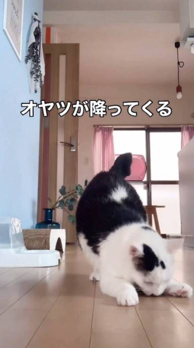 おやつすきな猫