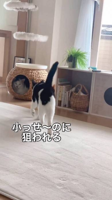 ゆずる猫