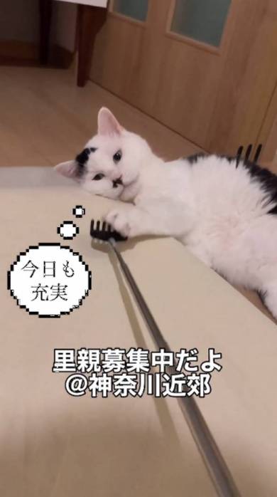 優しい猫