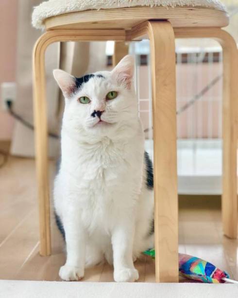 保護猫 元ボス猫 八べぇさん ルーティン動画