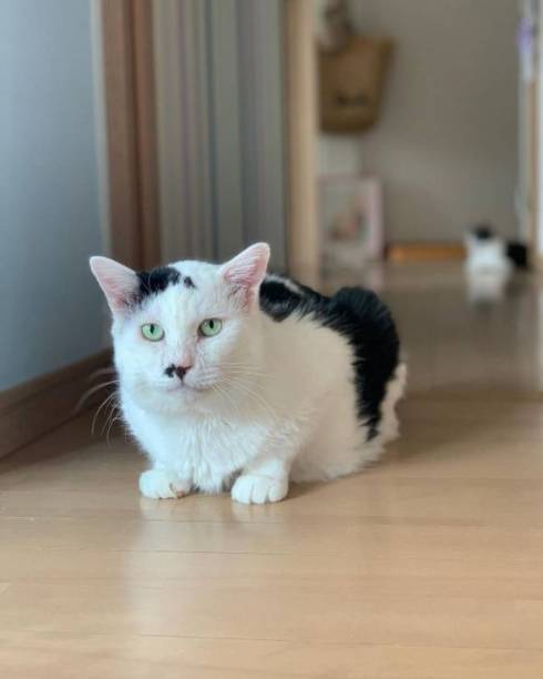 保護猫 元ボス猫 八べぇさん ルーティン動画