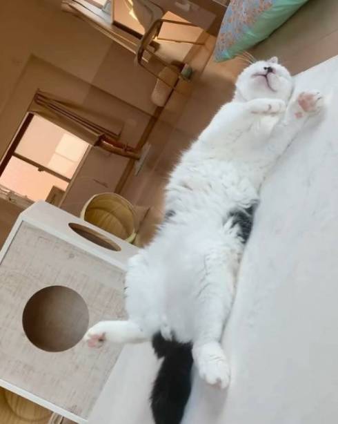 保護猫 元ボス猫 八べぇさん ルーティン動画