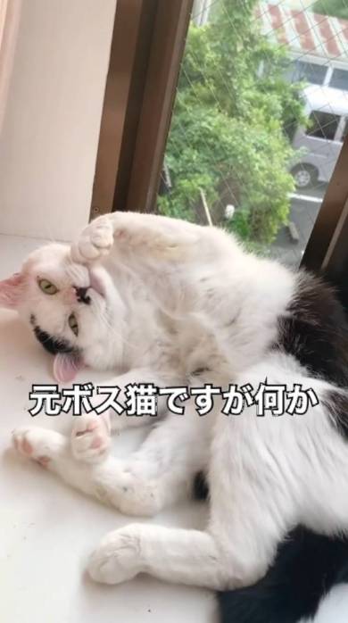 保護猫 元ボス猫 八べぇさん ルーティン動画