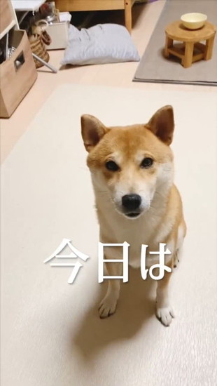 前回こむぎ