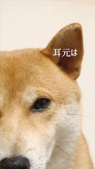 犬の耳