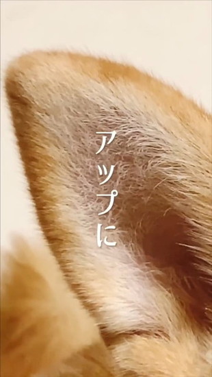アップの犬の耳