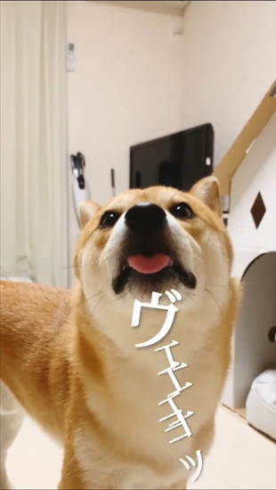 舌を出した犬