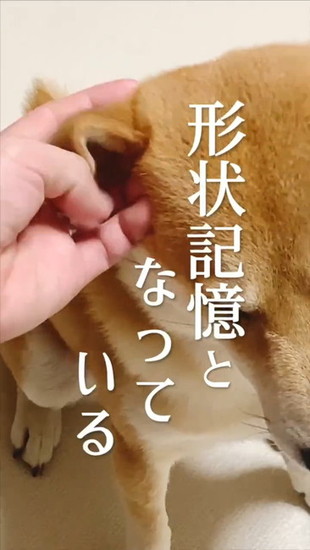 耳を触られる犬