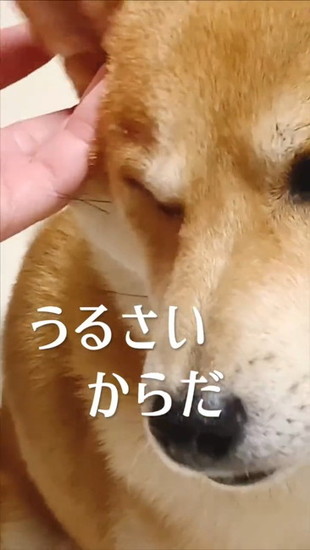 顔をしかめる犬