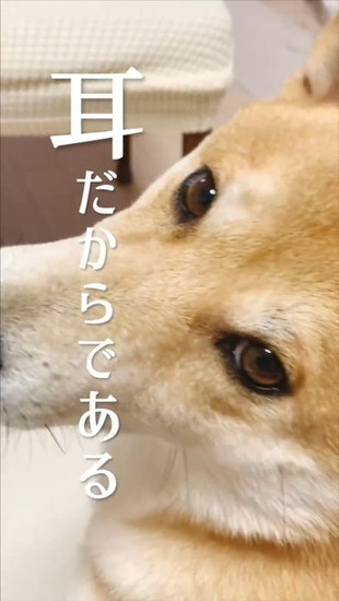 犬の横顔