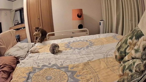 ベッドに乗る猫