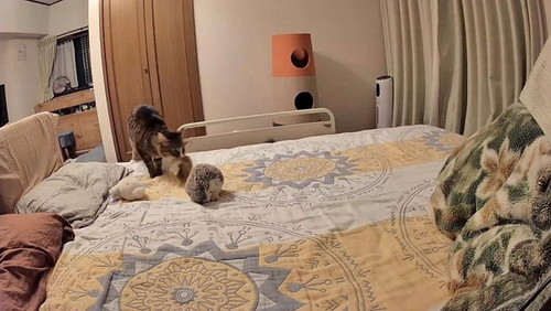 ぬいぐるみをくわえた猫