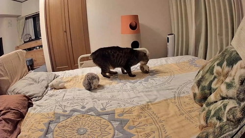 ぬいぐるみを置く猫