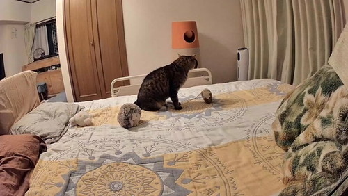 ベッドで鳴く猫