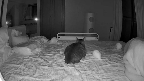 ぬいぐるみをベッドに乗せた猫